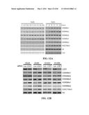 Novel Suicidal LSD1 Inhibitors Targeting SOX2-Expressing Cancer Cells diagram and image