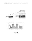 Novel Suicidal LSD1 Inhibitors Targeting SOX2-Expressing Cancer Cells diagram and image