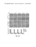 Novel Suicidal LSD1 Inhibitors Targeting SOX2-Expressing Cancer Cells diagram and image