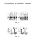 Novel Suicidal LSD1 Inhibitors Targeting SOX2-Expressing Cancer Cells diagram and image