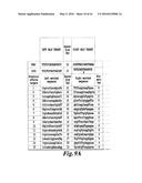 METHODS FOR ENGINEERING HIGHLY ACTIVE T CELL FOR IMMUNOTHERAPHY diagram and image