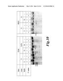 METHODS FOR ENGINEERING HIGHLY ACTIVE T CELL FOR IMMUNOTHERAPHY diagram and image