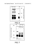 Treating renal cancer with a whole, leech saliva extract diagram and image