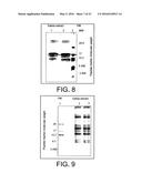 Treating renal cancer with a whole, leech saliva extract diagram and image