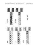 Thymic Regeneration diagram and image