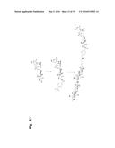 COAGULATION FACTOR VII POLYPEPTIDES diagram and image