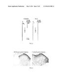 CONOTOXIN PEPTIDES, PHARMACEUTICAL COMPOSITIONS AND USES THEREOF diagram and image