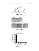 THERAPEUTIC HPV16 VACCINES diagram and image