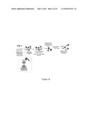 Engineered Intein for Improved Production of Protein-Intein Fusions diagram and image