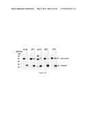 Engineered Intein for Improved Production of Protein-Intein Fusions diagram and image