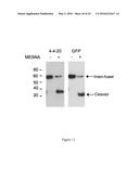 Engineered Intein for Improved Production of Protein-Intein Fusions diagram and image