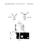 ANTI-HER2 SINGLE DOMAIN ANTIBODIES, POLYPEPTIDES COMPRISING THEREOF AND     THEIR USE FOR TREATING CANCER diagram and image