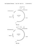 ENZYMATICALLY POLYMERIZED GELLING DEXTRANS diagram and image