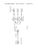 METHOD AND PHARMACEUTICAL COMPOSITION FOR CONTINUOUSLY MAINTAINING GROWTH     OF A MOTOR NEURON PROGENITOR CELL diagram and image