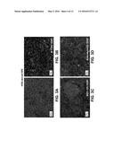 CHEMICAL DIFFERENTIATION OF PLURIPOTENTSTEM CELLS INTO RETINAL EPITHELIAL     CELLS diagram and image