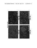 CHEMICAL DIFFERENTIATION OF PLURIPOTENTSTEM CELLS INTO RETINAL EPITHELIAL     CELLS diagram and image