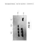 GENETICALLY-MODIFIED MICRO-ORGAN SECRETING A THERAPEUTIC PEPTIDE AND     METHODS OF USE THEREOF diagram and image