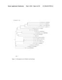 NOVEL METALLOPROTEASES diagram and image