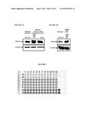 REPLICATION FACTOR C-40 (RFC40/RFC2) AS A PROGNOSTIC MARKER AND TARGET IN     ESTROGEN POSITIVE AND NEGATIVE AND TRIPLE NEGATIVE BREAST CANCER diagram and image