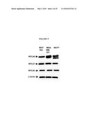 REPLICATION FACTOR C-40 (RFC40/RFC2) AS A PROGNOSTIC MARKER AND TARGET IN     ESTROGEN POSITIVE AND NEGATIVE AND TRIPLE NEGATIVE BREAST CANCER diagram and image