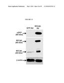 REPLICATION FACTOR C-40 (RFC40/RFC2) AS A PROGNOSTIC MARKER AND TARGET IN     ESTROGEN POSITIVE AND NEGATIVE AND TRIPLE NEGATIVE BREAST CANCER diagram and image