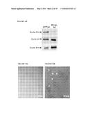 REPLICATION FACTOR C-40 (RFC40/RFC2) AS A PROGNOSTIC MARKER AND TARGET IN     ESTROGEN POSITIVE AND NEGATIVE AND TRIPLE NEGATIVE BREAST CANCER diagram and image