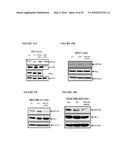 REPLICATION FACTOR C-40 (RFC40/RFC2) AS A PROGNOSTIC MARKER AND TARGET IN     ESTROGEN POSITIVE AND NEGATIVE AND TRIPLE NEGATIVE BREAST CANCER diagram and image