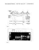 GENE EXPRESSION SYSTEM USING ALTERNATIVE SPLICING IN INSECTS diagram and image