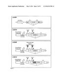 GENE EXPRESSION SYSTEM USING ALTERNATIVE SPLICING IN INSECTS diagram and image