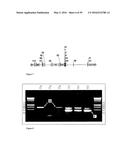 GENE EXPRESSION SYSTEM USING ALTERNATIVE SPLICING IN INSECTS diagram and image