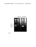 GENE EXPRESSION SYSTEM USING ALTERNATIVE SPLICING IN INSECTS diagram and image