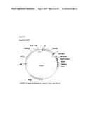 GENE EXPRESSION SYSTEM USING ALTERNATIVE SPLICING IN INSECTS diagram and image