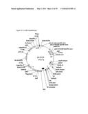 GENE EXPRESSION SYSTEM USING ALTERNATIVE SPLICING IN INSECTS diagram and image