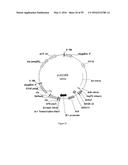 GENE EXPRESSION SYSTEM USING ALTERNATIVE SPLICING IN INSECTS diagram and image