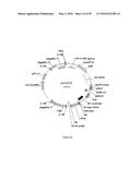 GENE EXPRESSION SYSTEM USING ALTERNATIVE SPLICING IN INSECTS diagram and image