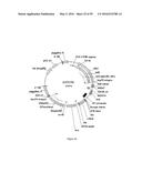 GENE EXPRESSION SYSTEM USING ALTERNATIVE SPLICING IN INSECTS diagram and image