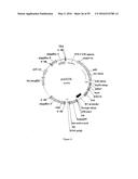 GENE EXPRESSION SYSTEM USING ALTERNATIVE SPLICING IN INSECTS diagram and image