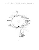 GENE EXPRESSION SYSTEM USING ALTERNATIVE SPLICING IN INSECTS diagram and image