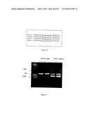 GENE EXPRESSION SYSTEM USING ALTERNATIVE SPLICING IN INSECTS diagram and image