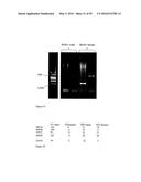 GENE EXPRESSION SYSTEM USING ALTERNATIVE SPLICING IN INSECTS diagram and image