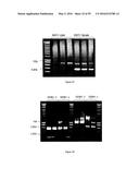 GENE EXPRESSION SYSTEM USING ALTERNATIVE SPLICING IN INSECTS diagram and image