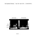 GENE EXPRESSION SYSTEM USING ALTERNATIVE SPLICING IN INSECTS diagram and image