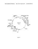 GENE EXPRESSION SYSTEM USING ALTERNATIVE SPLICING IN INSECTS diagram and image