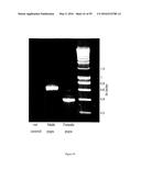 GENE EXPRESSION SYSTEM USING ALTERNATIVE SPLICING IN INSECTS diagram and image