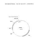 GENE EXPRESSION SYSTEM USING ALTERNATIVE SPLICING IN INSECTS diagram and image