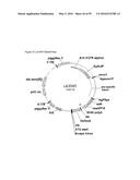 GENE EXPRESSION SYSTEM USING ALTERNATIVE SPLICING IN INSECTS diagram and image