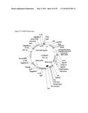 GENE EXPRESSION SYSTEM USING ALTERNATIVE SPLICING IN INSECTS diagram and image