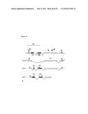 GENE EXPRESSION SYSTEM USING ALTERNATIVE SPLICING IN INSECTS diagram and image