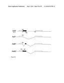 GENE EXPRESSION SYSTEM USING ALTERNATIVE SPLICING IN INSECTS diagram and image