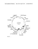 GENE EXPRESSION SYSTEM USING ALTERNATIVE SPLICING IN INSECTS diagram and image